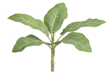 Lush green tropical plant with large, vibrant leaves isolated on white background; perfect for design projects, websites, or publications needing a touch of nature.