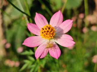 Obraz premium Light-purple or pink cosmos flower