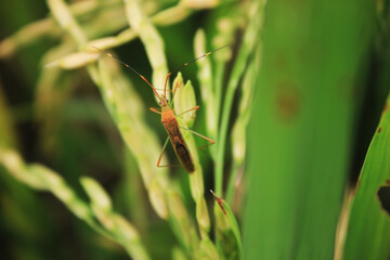 bug on the rice paddy