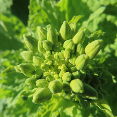 日本で春にナノハナが黄色い花を咲かせています