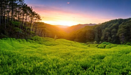 Obraz premium Green forest background with sunrise in the morning in spring season. Nature landscape.