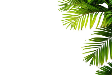 Fototapeta premium Lush green palm fronds isolated on white background, perfect for tropical designs, summer themes, and vibrant imagery.