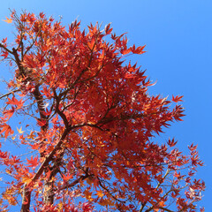 日本で秋にモミジが赤く紅葉しています
