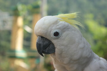 close up photo of parrot
