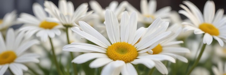 Close-up of a white marguerite with soft focus background, bokeh, gentle softness, ethereal, pure white