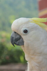 close up photo of parrot