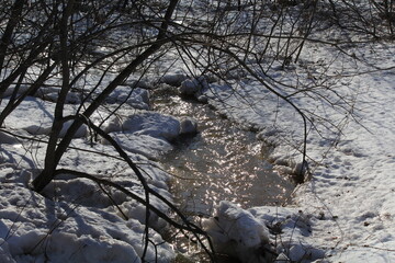 spring streams in the forest