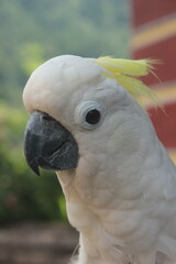 close up photo of parrot