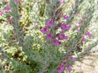 Teucrium marum,cat thyme or kitty crack plant