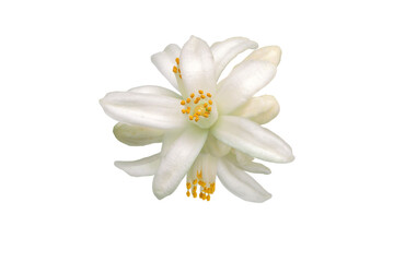 Neroli blossom isolated transparent png