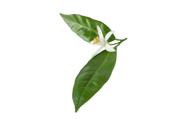 Obraz premium Orange tree bloom or neroli flower with leaves isolated transparent png.