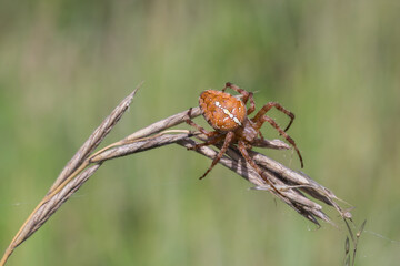 Pająk krzyżak na letniej łące