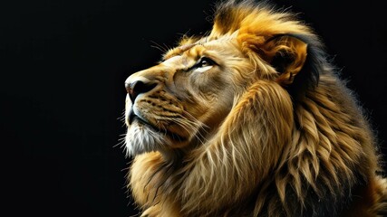 Fototapeta premium Majestic lion in profile against a dark background, showcasing strength and beauty in wildlife