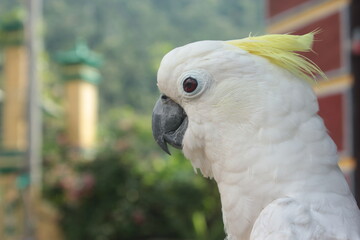 close up photo of parrot