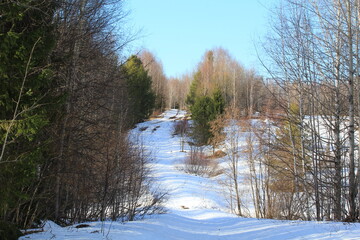 Old road in the forest in early spring