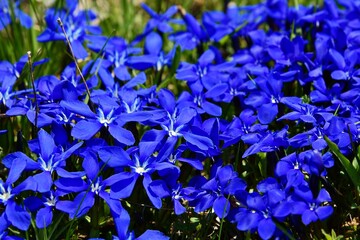 Ciemno niebieskie kwiaty alpejskiej goryczki wiosennej (Gentiana verna)