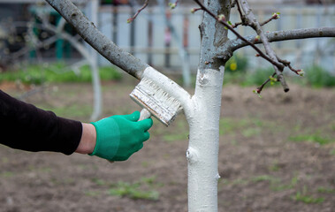 a man whitewashes trees in the garden in spring. Selective focus