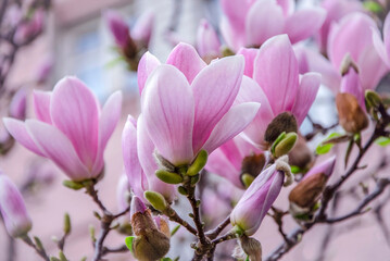 Fototapeta premium Soft pink magnolias blooming near my house.