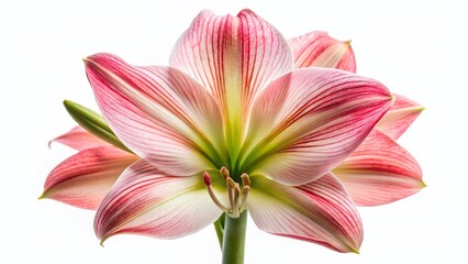 Fototapeta premium Silhouette of a Delicate Pink Amaryllis Flower Bloom, Isolated on White Background