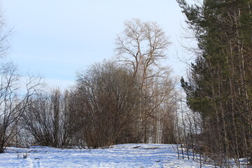 forests of northeastern Europe on a sunny day in early spring