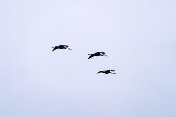 black cranes flying in the cloudy sky