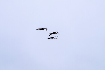 black cranes flying in the cloudy sky