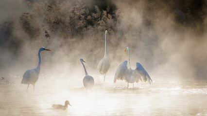 A few egrets are playing in the river covered in winter morning fog.