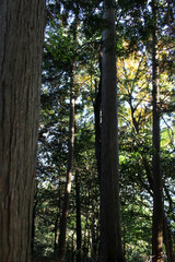 Fototapeta premium Trees in autumn forest. Natural forest background. Trees in a sunny day.
