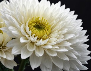 Close-up of white chrysanthemum against dark backdrop, delicate, flora, petals, elegance