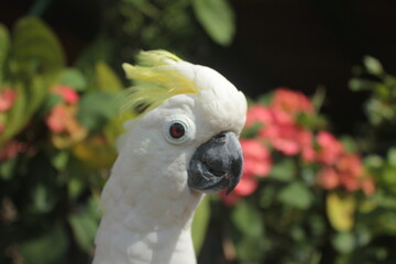 close up photo of parrot