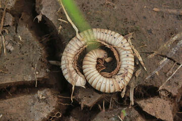 centipede carcass on the dried soil