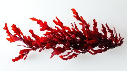 Obraz premium Vibrant red seaweed isolated on white background.