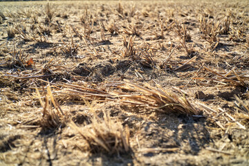 Dry, harvested field.  Stubble and dry earth under sunlight.