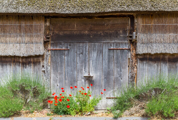Red poppies in front of a barn in Zweeloo, Netherlands © venemama