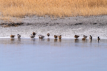 flock of the migration birds at the seaside