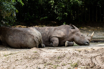 Naklejka premium White Rhino resting under a shade in Taiping Zoo. The white rhinoceros, white rhino or square-lipped rhinoceros (Ceratotherium simum) is the largest extant species of rhinoceros.