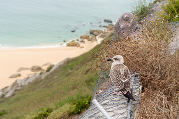 Gaviota posada en una cerca de metal, mirando al mar