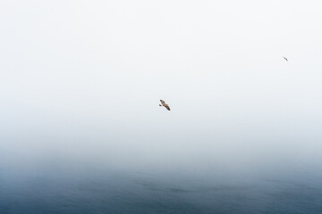 Pájaro en vuelo sobre un mar brumoso
