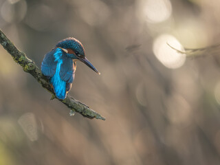 Kingfisher Perched on a branch in the Sun