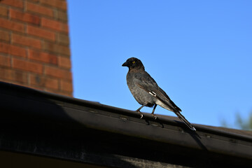 Pied currawong perched on metallic guttering attached to the roof of a home, the bird gripping the rim of the gutter tightly with its talons