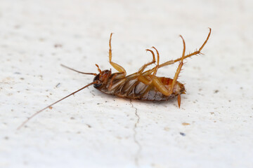 Dead American cockroach (Periplaneta americana) close-up of wingless larva insect lying on the floor. 