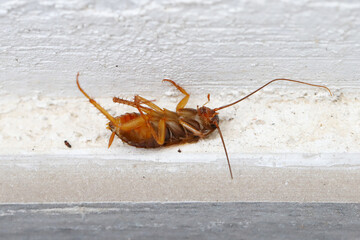 Dead American cockroach (Periplaneta americana) close-up of wingless larva insect lying on the floor. 
