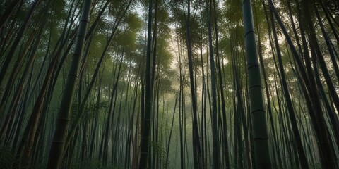 Fototapeta premium Dense bamboo forest at dusk with tall stalks swaying gently in the breeze, bambusblüte, wald, dunkel