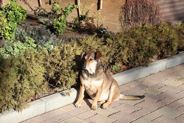 Dog sits, rests in the sun.