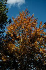 Golden forest in sunny autumn day. The beauty of nature in vibrant warm autumnal golden colors of deciduous trees. Southwestern Serbia near Zlatibor town