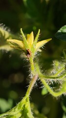 Close-up of a hairy plant stem and buds