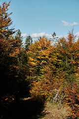 Forest path covered with fallen leaves leading through autumn trees. The nature of Southwestern Serbia near Zlatibor town