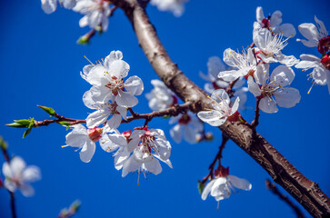 Blooming apricot trees in my garden.