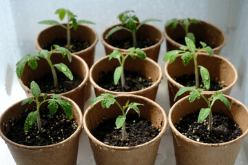Young seedlings tomato with water drops in paper pots. Selective focus. Home greenhouse