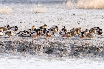 flock of the migration birds at the seaside